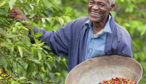 اتحادیه آفریقا تجارت قهوه