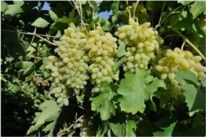 متوسط برداشت سالانه انگور در استان کردستان حدود ۱۶۰ تا ۱۷۰ هزار تن رسید