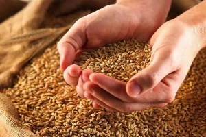 مدت زمان اصلاح بذر گندم چهار سال کاهش یافت