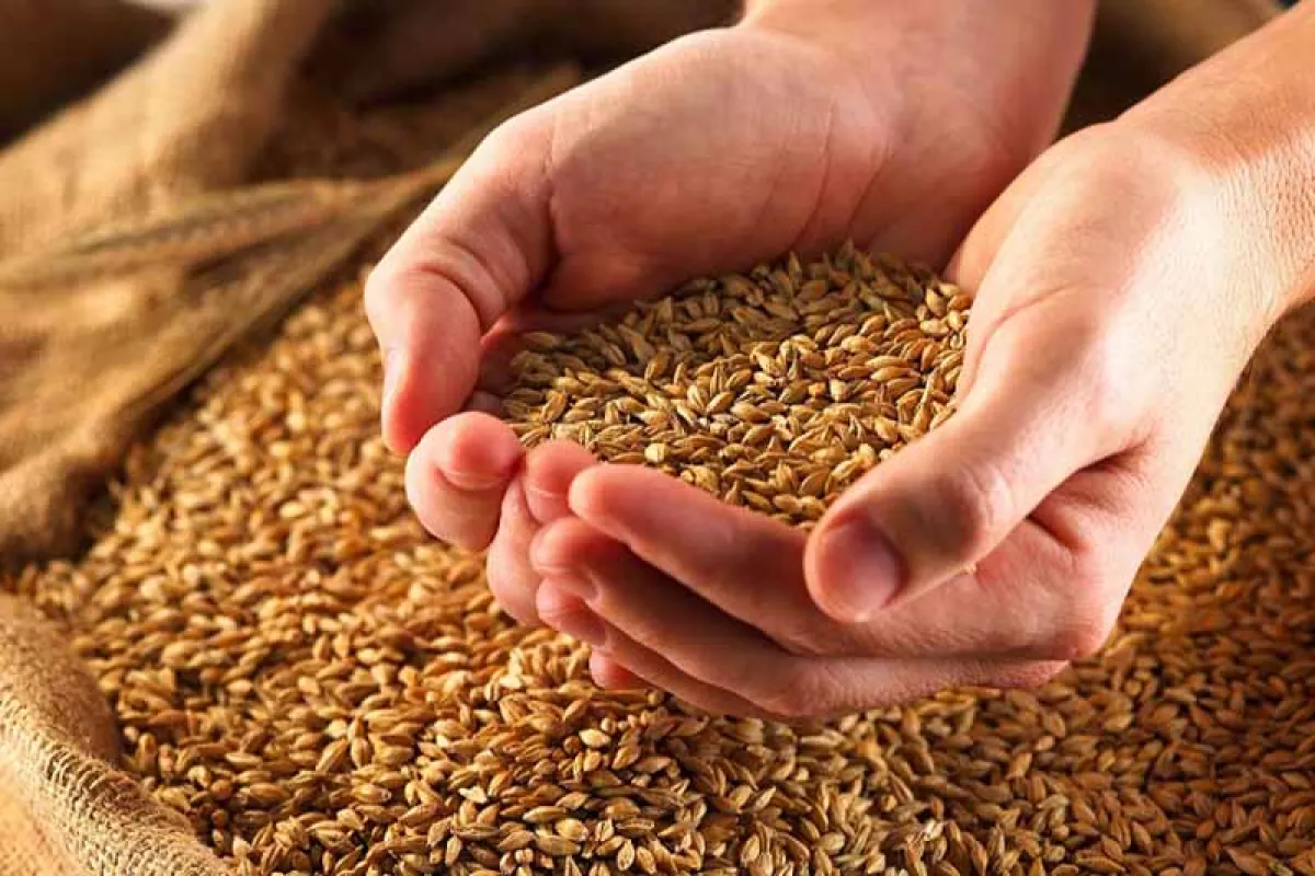 مدت زمان اصلاح بذر گندم چهار سال کاهش یافت