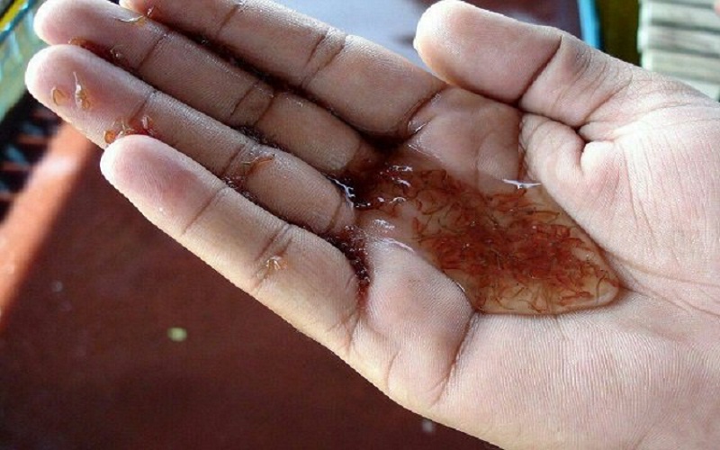 پرورش آرتمیای سرخ