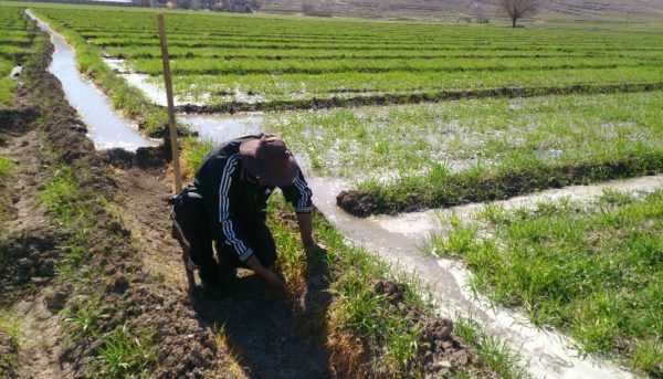 طرح برق رایگان برای کشاورزان!