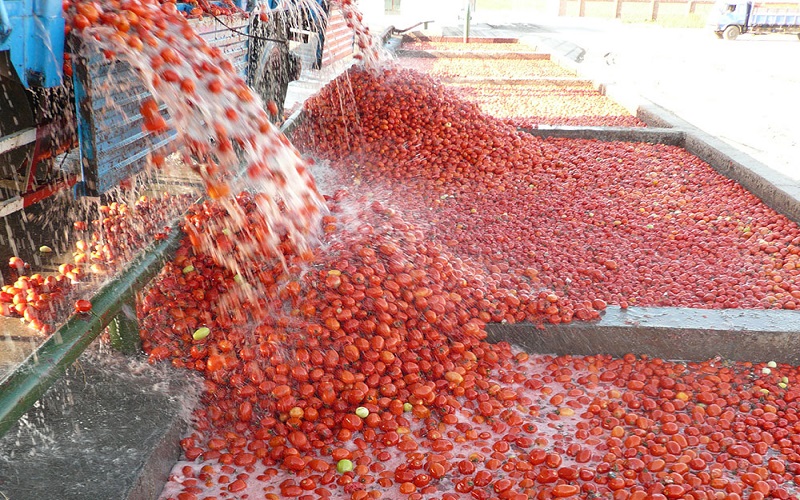 tomato process Machine 1