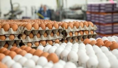 چرا تخم‌‌مرغ گران شد؟