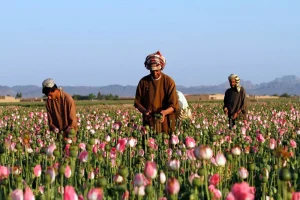 معاون ستاد مبارزه با مواد مخدر: با کشت غیرقانونی مخدر برخورد می‌شود