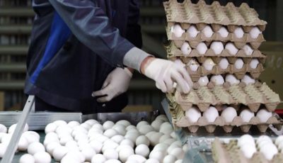 اختلاف 1300 تومانی قیمت تخم مرغ با قیمت مصوب