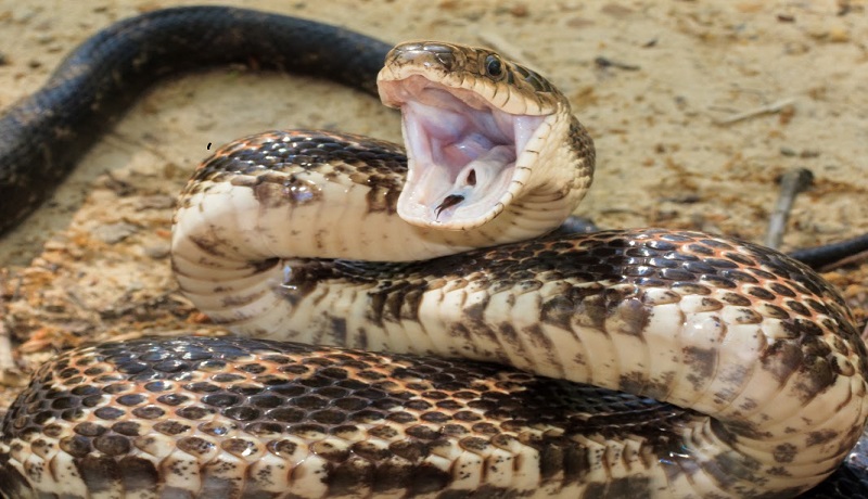 Texas Rat Snake 2239a