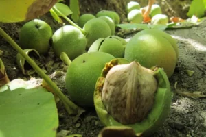 قاچاق، نبود بسته‌بندی و برند تجاری به بازار گردوی تویسرکان ضربه می‌زند