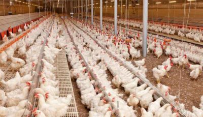 2 میلیون قطعه مرغ با بیماری آنفلوانزا تلف شد