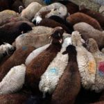 دزدان ۲۰۰ راس گوسفند در ری دستگیر شدند