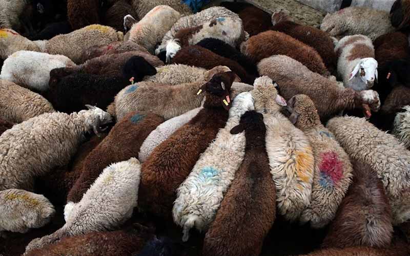 قیمت گوشت قرمز ۱۵ خرداد ۱۴۰۱/ علت افزایش قیمت چیست؟