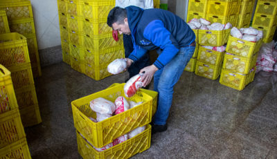 صادرات مرغ دوباره آزاد شد