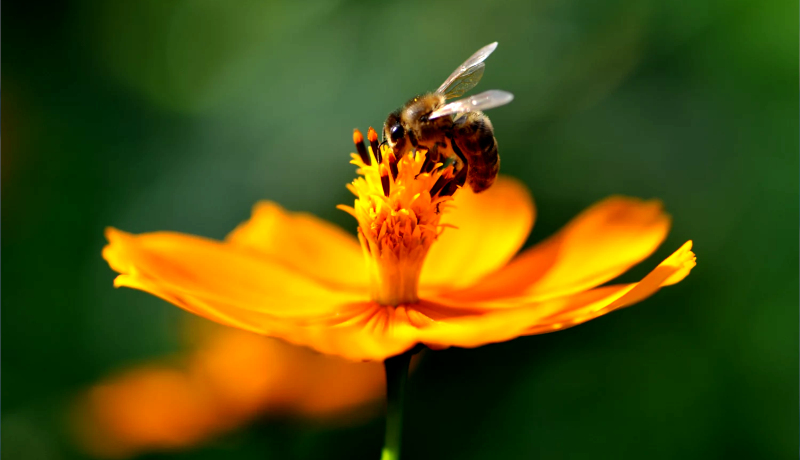 عدم تحویل شکر به زنبورداران
