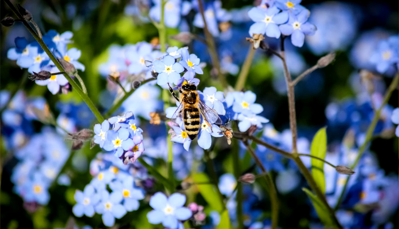 bee on tree