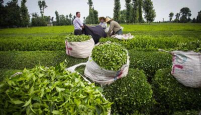افزایش قیمت، مصرف چای را کم کرد / چرا چای گران شد؟
