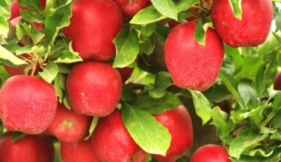 دلیل دپو شدن سیب‌های صنعتی در آذربایجان غربی