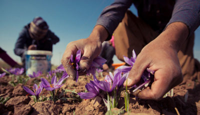 صادرات زعفران ایرانی از افغانستان به اروپا و آمریکا