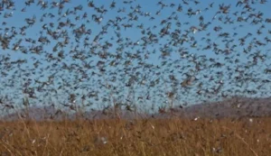 احتمال ورود ملخ صحرایی به استان‌های جنوبی کشور