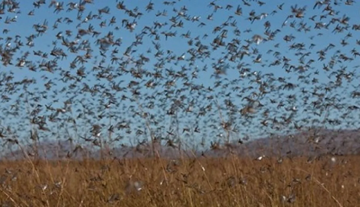 احتمال ورود ملخ صحرایی به استان‌های جنوبی کشور