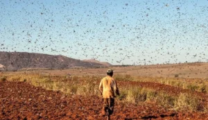 احتمال حمله ملخ صحرایی به استان‌های جنوبی