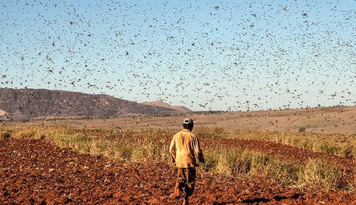 احتمال حمله ملخ صحرایی به استان‌های جنوبی