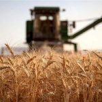 هدفمندسازی یارانه آرد امنیت غذایی ایران را تأمین می‌کند؟/ بحران گندم در نهمین ماه جنگ روسیه