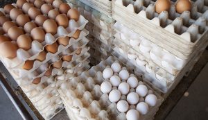 کاهش قیمت تخم مرغ در عمده‌فروشی