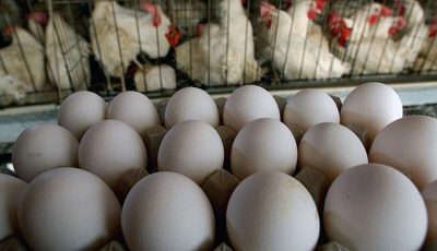 ممنوعیت صادرات تخم مرغ / قیمت تخم‌مرغ وابسته به قیمت دلار است!