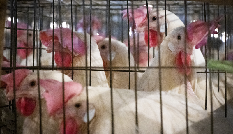 کشف هشت تن مرغ قاچاق در اردبیل
