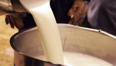 شیر خام چرا گران شد؟/ افزایش ۷۰ درصدی قیمت لبنیات در راه است؟