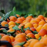 عرضه پرتقال‌های آلوده با نرخ‌های نجومی/ مازاد 2.5 میلیون تُنی پرتقال