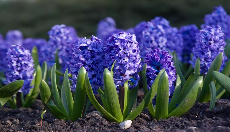 hyacinth scaled 1200x800 1