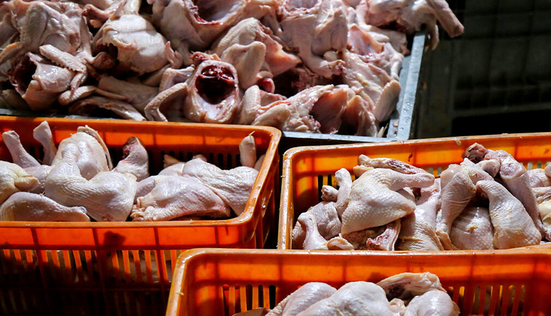 قیمت مرغ گرم ۶ تیر ۱۴۰۱/ رهاسازی جوجه‌ها در بیابان صحت دارد؟