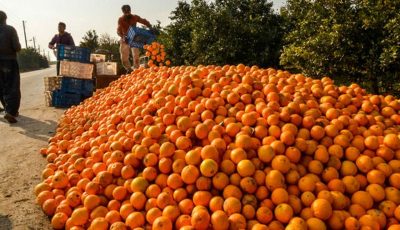 میوه‌های تنظیم بازاری روی دست دولت ماند/ فساد ۳۰درصدی پرتقال شب عید