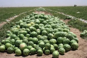 نقش هندوانه در مصرف آب کشور چقدر است؟