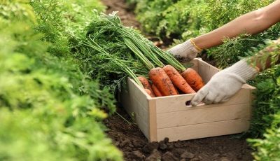 قیمت هر کیلو هویج ۱۸ تا ۲۲ هزار تومان! / چرا هویج ناگهان گران شد؟