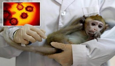 آبله میمونی چگونه منتقل می‌شود؟/ علایم اولیه آبله میمون