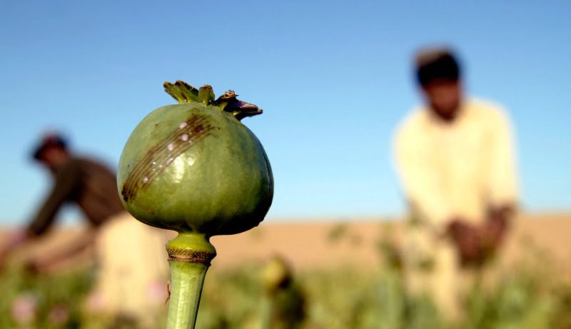 Afghanistan Opium taliban AP img