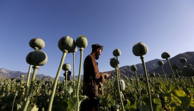 تاکتیکِ تریاکیِ طالبان / چرا طالبان کشت تریاک را ممنوع کرد؟