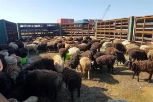 فعالیت ۲۰ مرکز عرضه و ذبح دام برای عید قربان