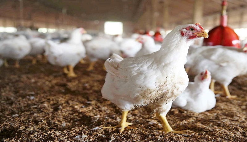 اختلاف قیمت مرغ درب مرغداری با بازار/ هر کیلو مرغ ۳۵ تا ۴۲ هزار تومان!