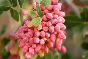 نخستین آفت‌کش گیاهی بر پایه گیاهان بومی ایران و کنترل آفت پسته ثبت شد