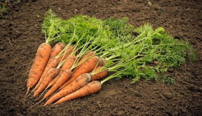 چرا امسال تولید هویج کم شد؟ / هر کیلو بذر هویج ۴۰ میلیون تومان!