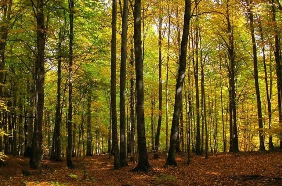 شمال ایران در آستانه بحران محیط‌زیستی