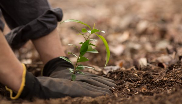 Ukraine and the EU vow to plant three billion trees FN 04Dec21