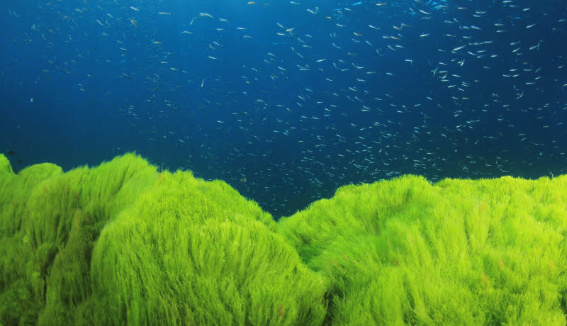 ocean algae could be the answer to food shortages FN 04Dec21 2 1 1