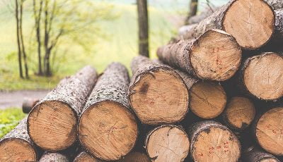 افزایش 22 درصدی قاچاق چوب
