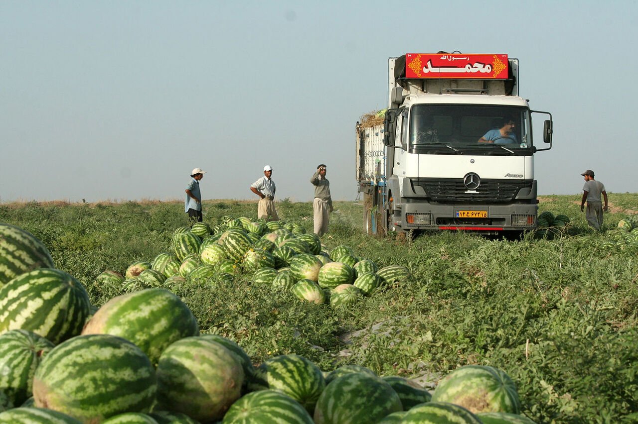 علت افزایش قیمت هندوانه مشخص شد