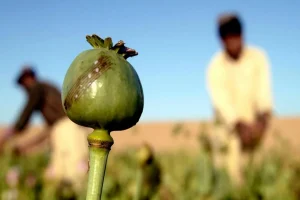 4 سال افت متوالی کشفیات تریاک و مورفین/ صنعت دارو در خطر کمبود مواد اولیه