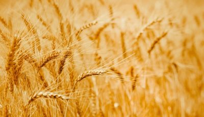 کشف ۵۰ هزار تن گندم احتکارشده در ‌کارخانه‌‌ تولید آرد